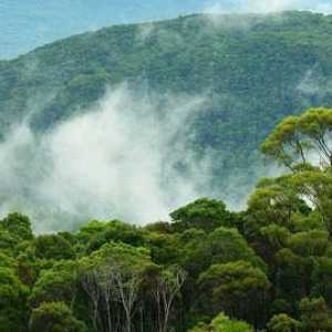 Значение леса для современного человека. Причины исчезновения лесов