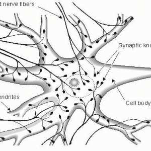 Važnost živčanog sustava za tijelo. Struktura živčanog sustava