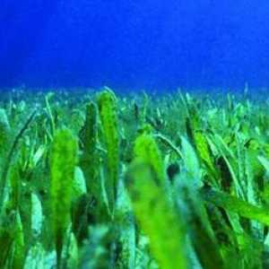 Važnost algi u prirodi. Koji je značenje za prirodu smeđe, zelene i crvene alge