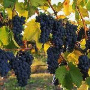 Poznati Shiraz vino: recenzije