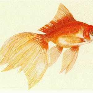 "Zlatna riba" je indijska narodna priča. Bajke naroda svijeta