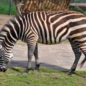 Zoološki vrt (Yaroslavl) - jedinstveni objekt za zaštitu divljih životinja