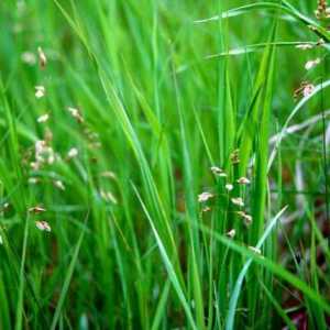 Zubrovka (Grass): korisna svojstva i kontraindikacije. Gdje trava raste
